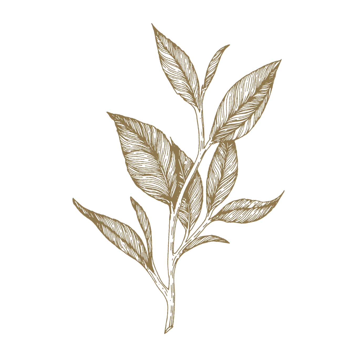 Ayurveda-Aufguss